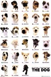POSTER DOG COLLECTION 61 X 91.5 CM